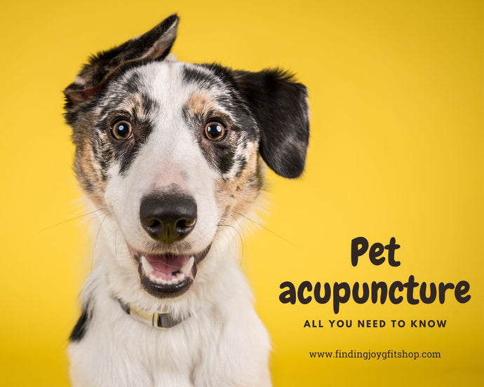 Pet Acupuncture - all you need to know